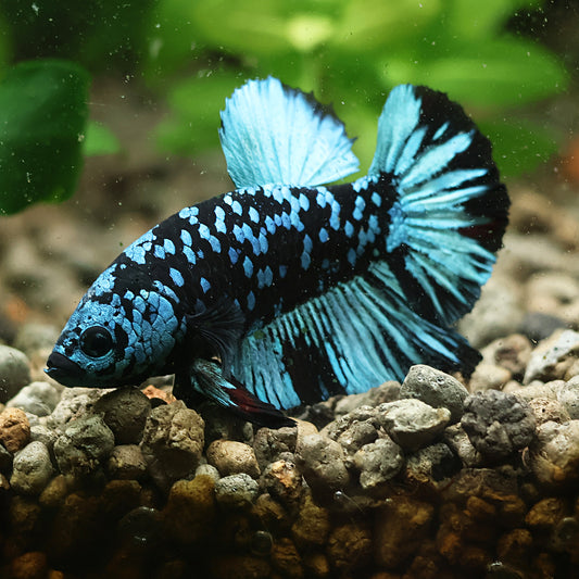 💙Water - Mâle Plakat Avatar Rare