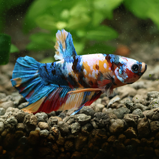 Ptibouchon - Mâle Plakat Nemo Galaxy Multicolore