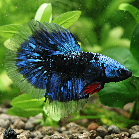 Nebula - Mâle Voile Long Avatar Nebulla Rare