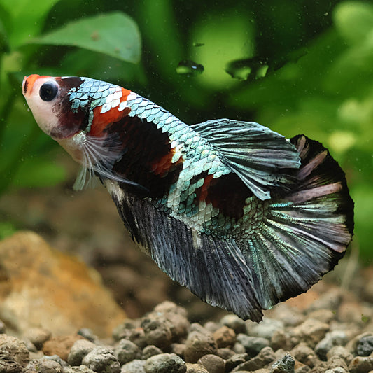 Scotch - Mâle Plakat Copper Koi