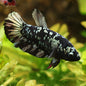 Mitenne - Femelle Plakat Avatar Copper Rare