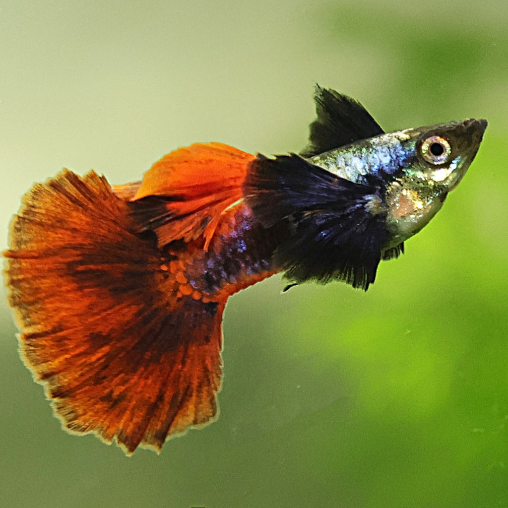 9c/ Platinum Red Dumbo Tail Poecilia Reticulata / Souche Française 🇨🇵