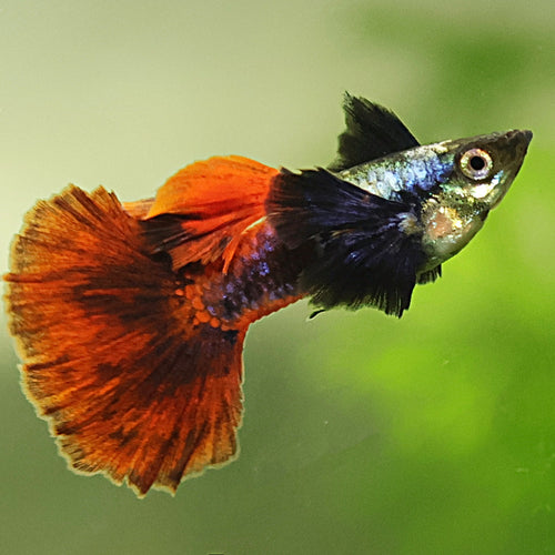9c/ Platinum Red Dumbo Tail Poecilia Reticulata / Souche Française 🇨🇵
