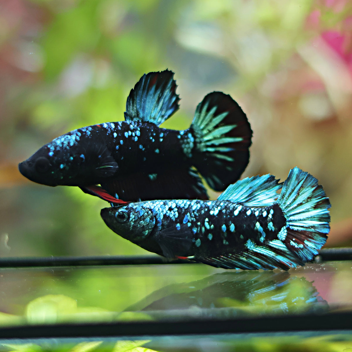 Couple Reproducteur Betta Plakat Avatar Gordon / Matchou et Pitchou