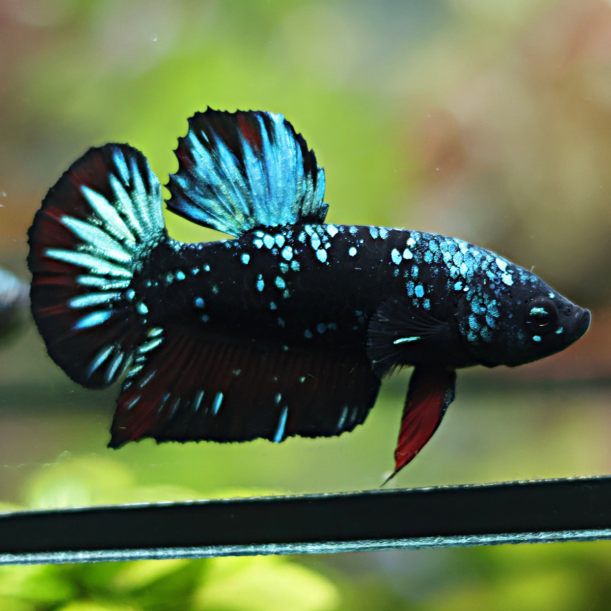 Couple Reproducteur Betta Plakat Avatar Gordon / Matchou et Pitchou