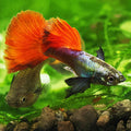 9c/ Platinum Red Dumbo Tail Poecilia Reticulata / Souche Française 🇨🇵
