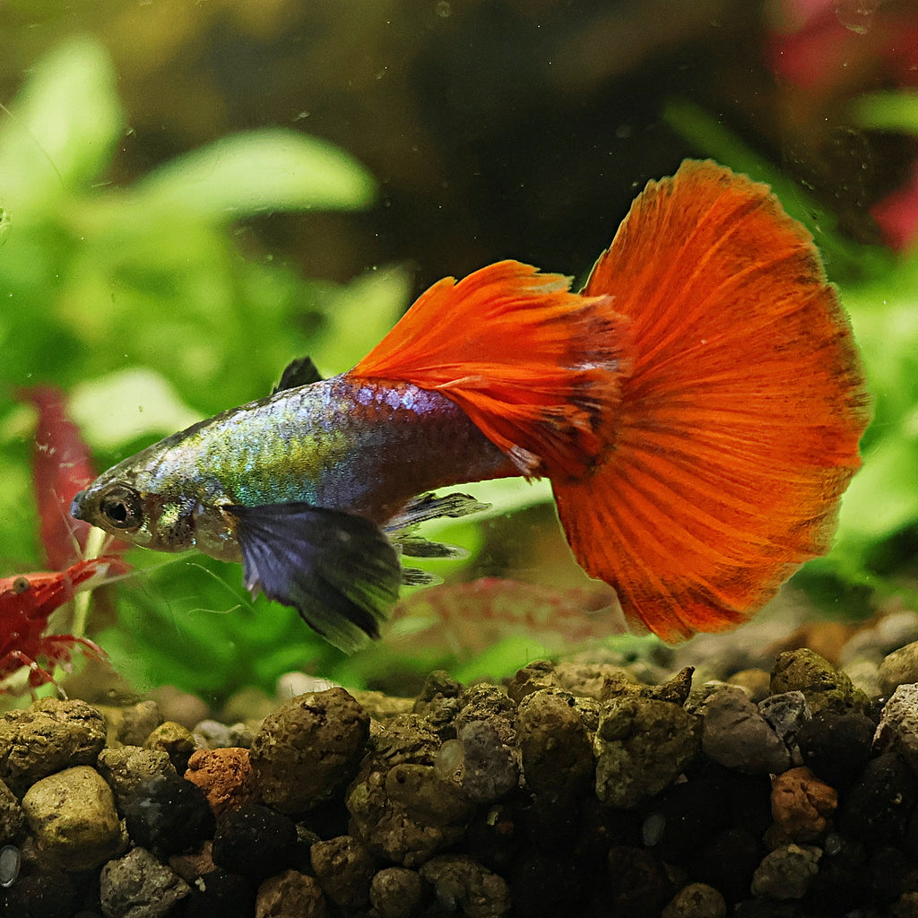 9c/ Platinum Red Dumbo Tail Poecilia Reticulata / Souche Française 🇨🇵