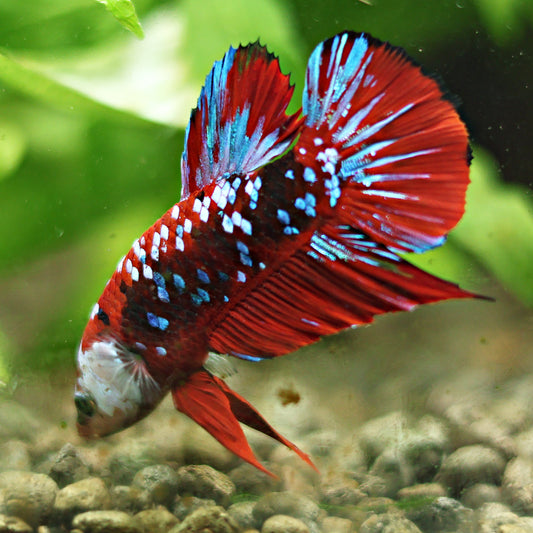 Angle - Mâle Plakat Red Galaxy Rare