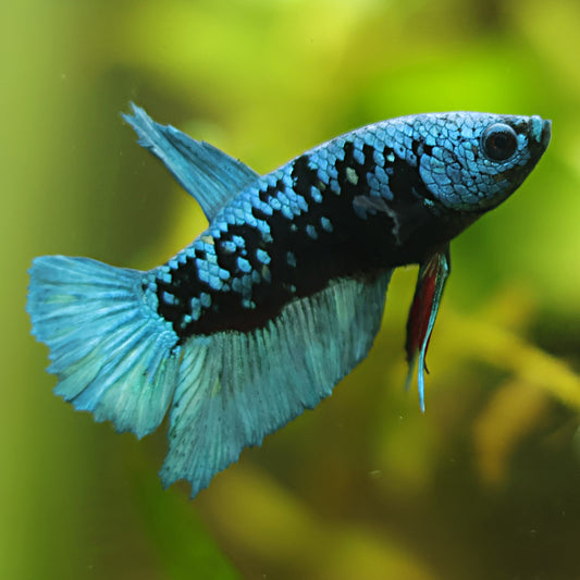 Smash - Mâle Plakat Avatar Gordon 🇮🇩