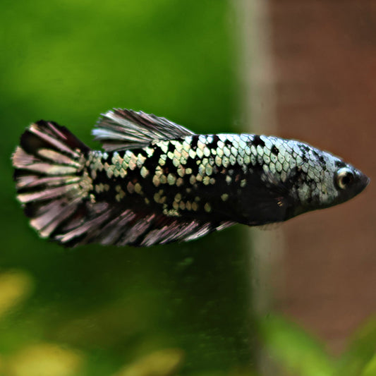 Nini - Femelle Plakat Avatar Copper Rare