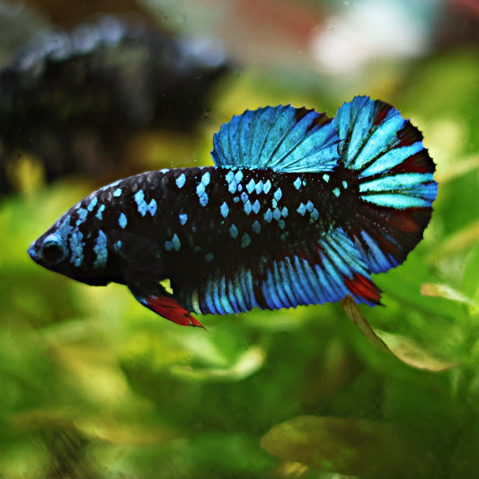 💙Écume - Femelle Avatar Bleu Gordon Rare