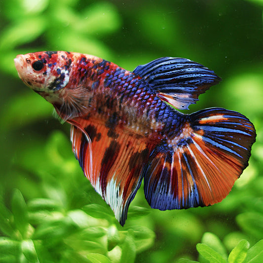 Patapim -  Mâle Giant Plakat Nemo Galaxy 8cm