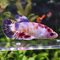Antoinette - Femelle Betta Koi Galaxy