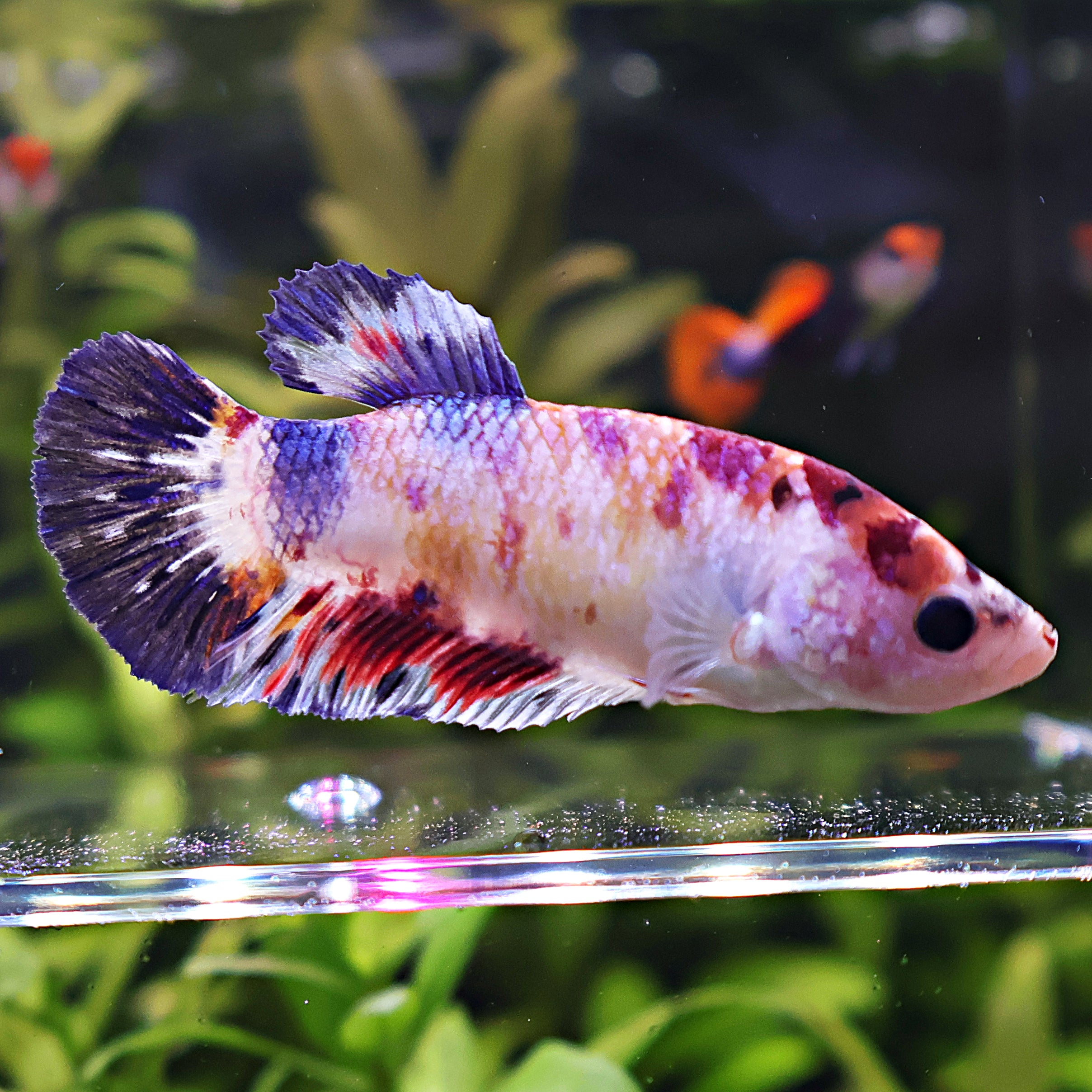 Antoinette - Femelle Betta Koi Galaxy