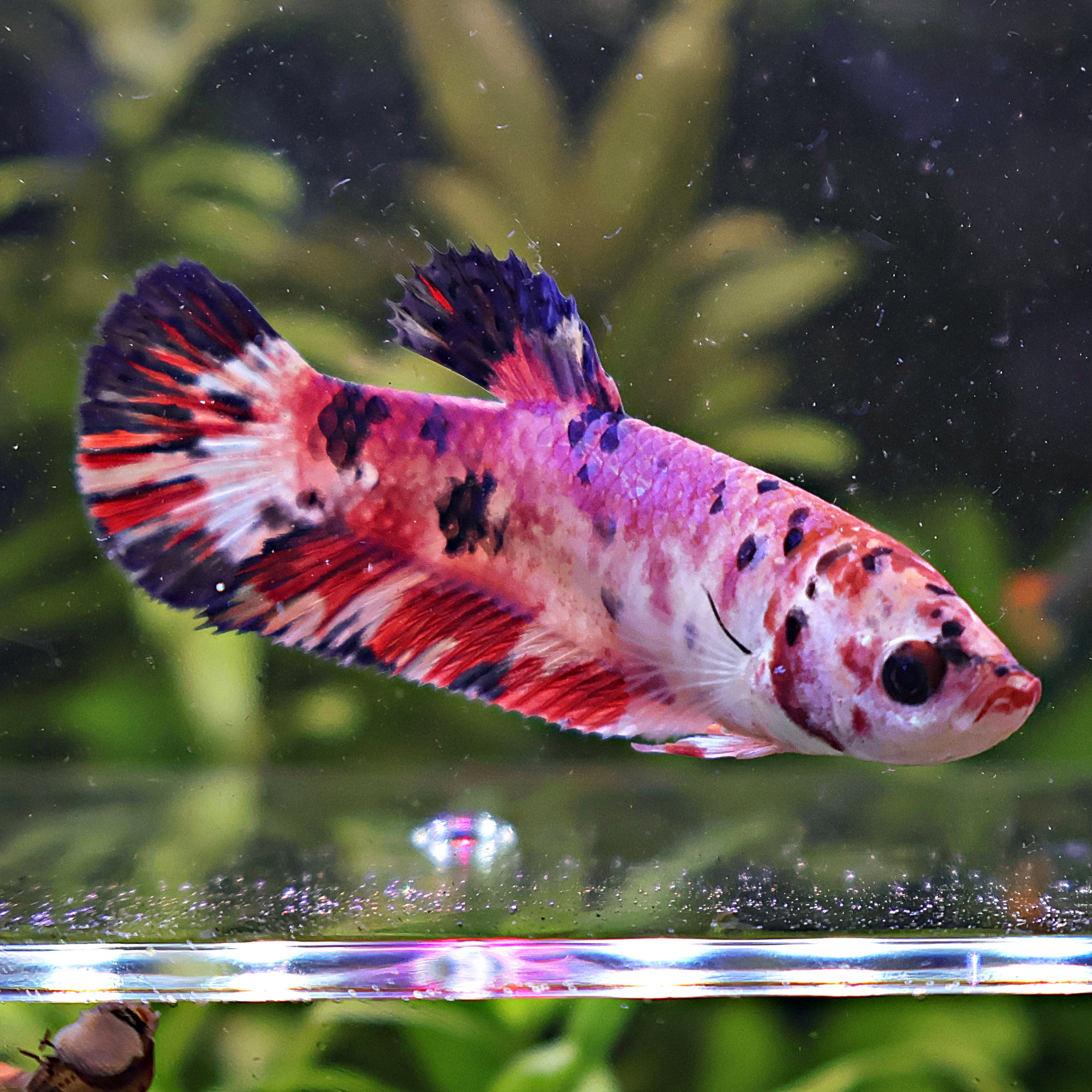 Altéra - Femelle Betta Koi Galaxy
