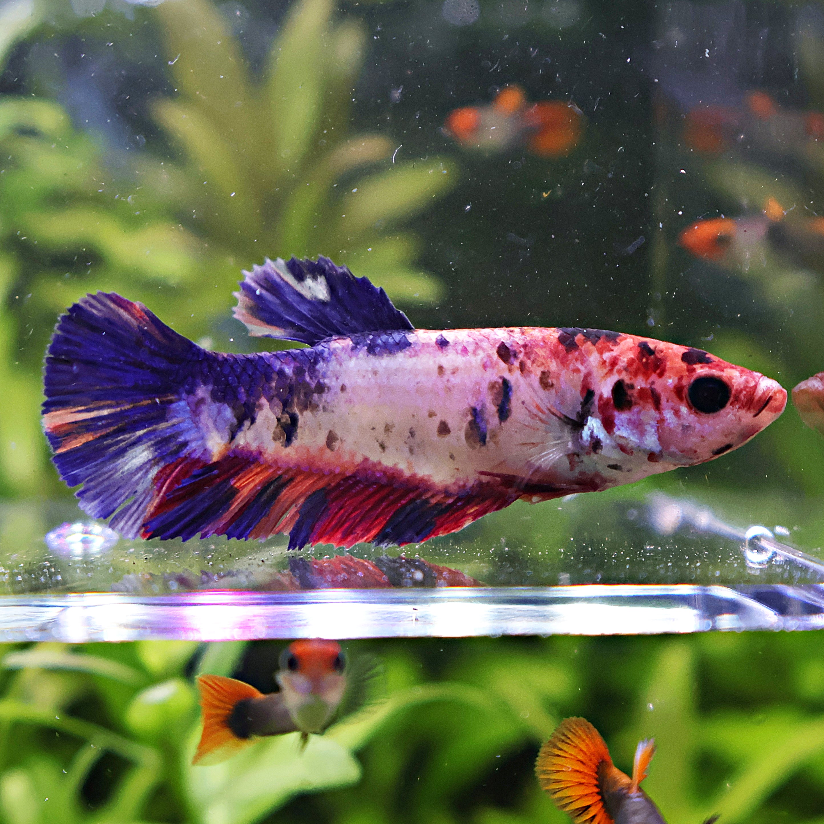 Simone - Femelle Betta Koi Galaxy