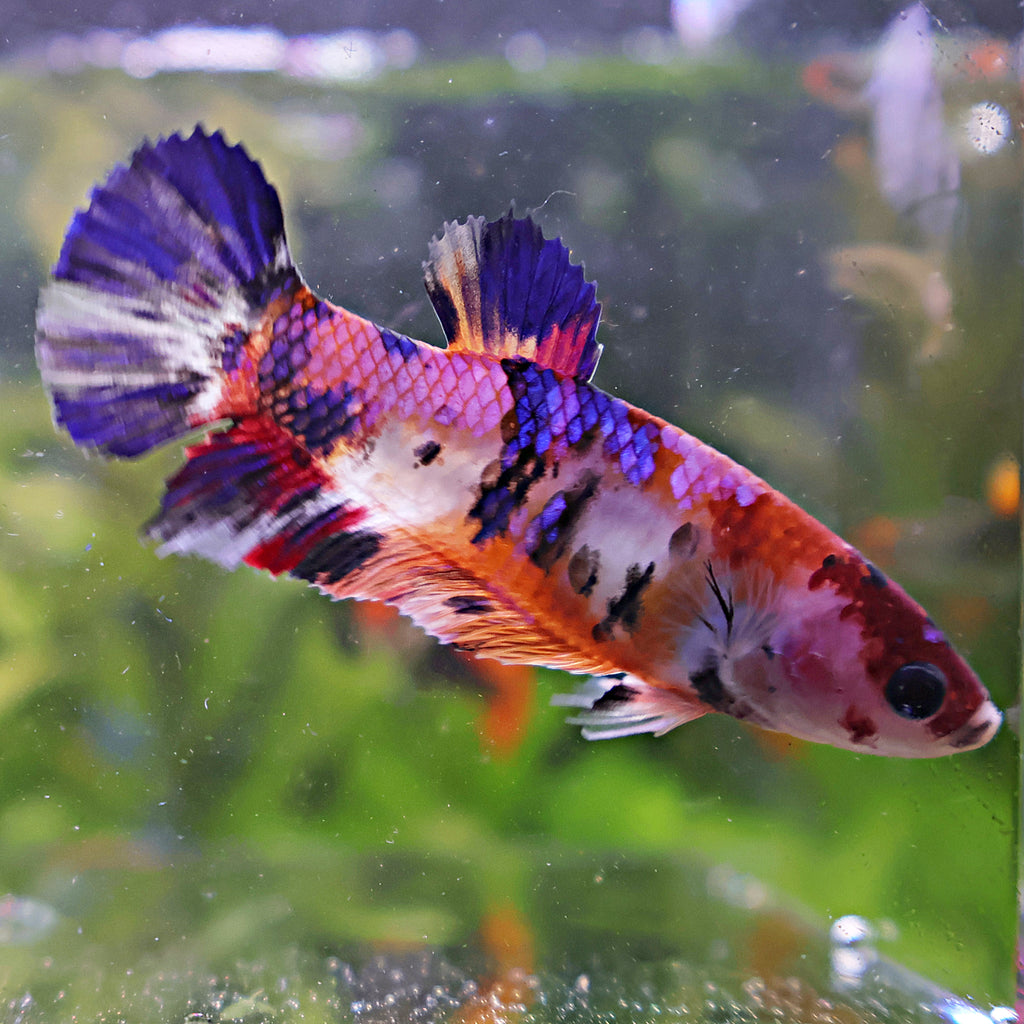 Rillette - Femelle Betta Koi Galaxy