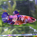 Rillette - Femelle Betta Koi Galaxy