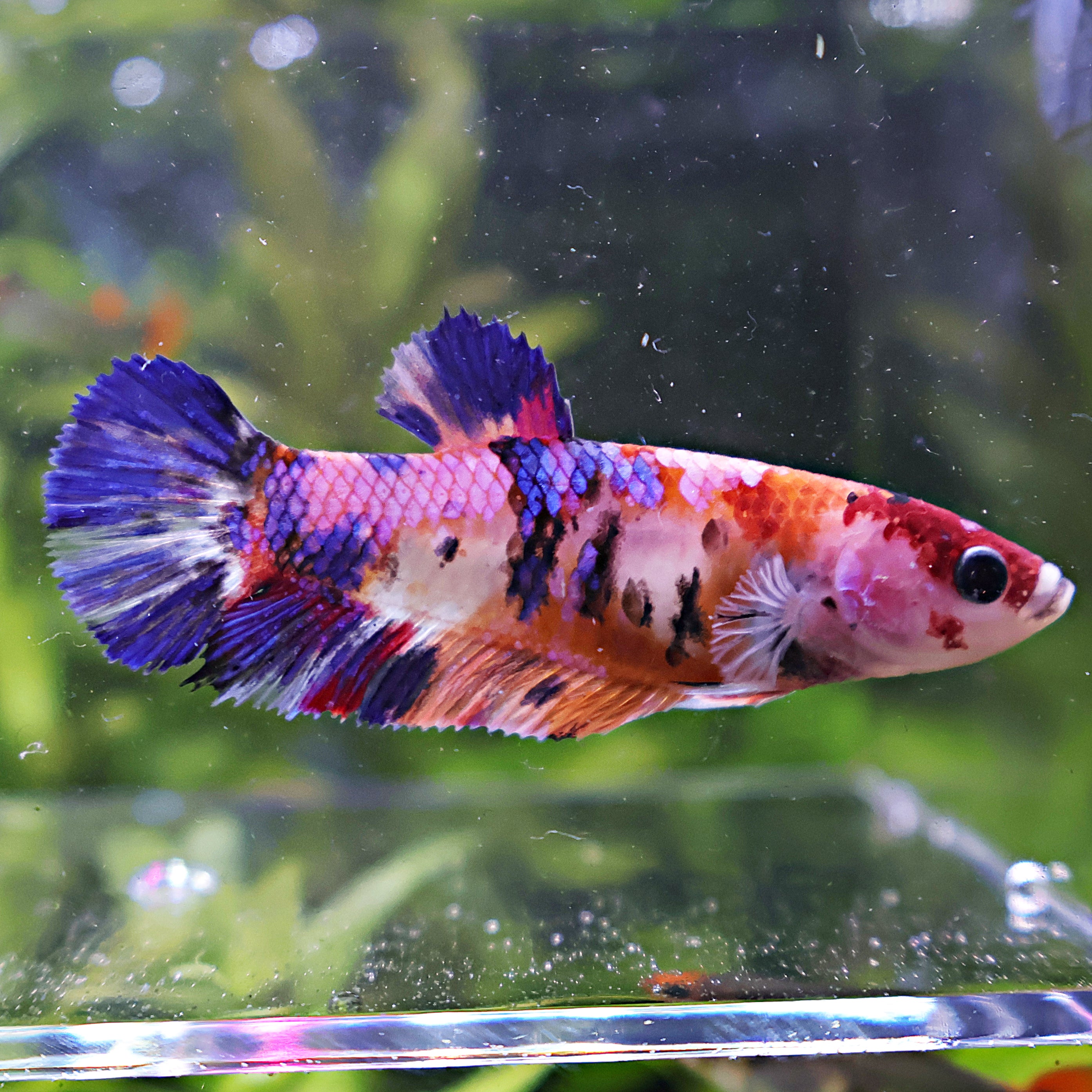 Rillette - Femelle Betta Koi Galaxy