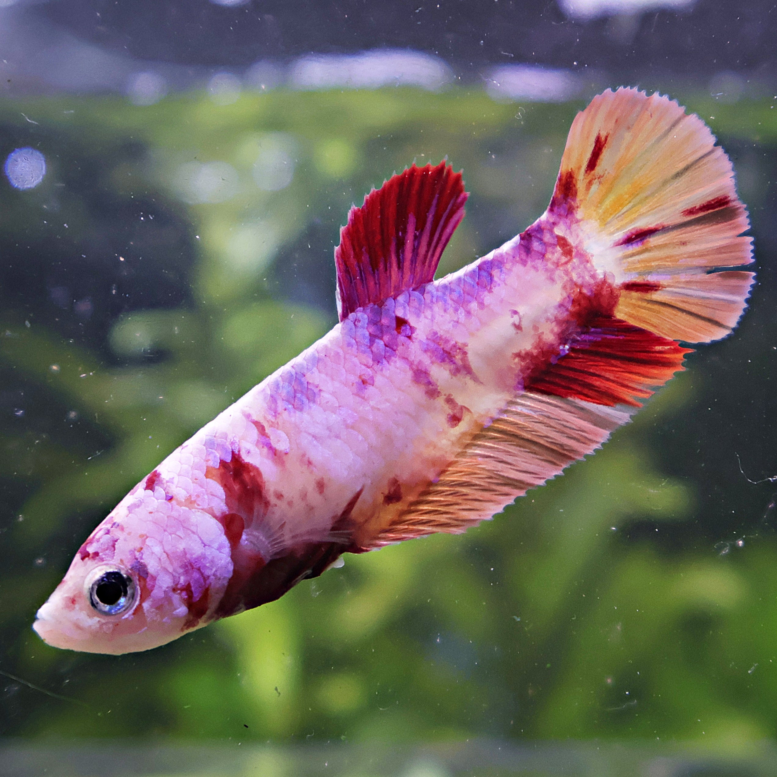 Surimi - Femelle Betta Koi Galaxy