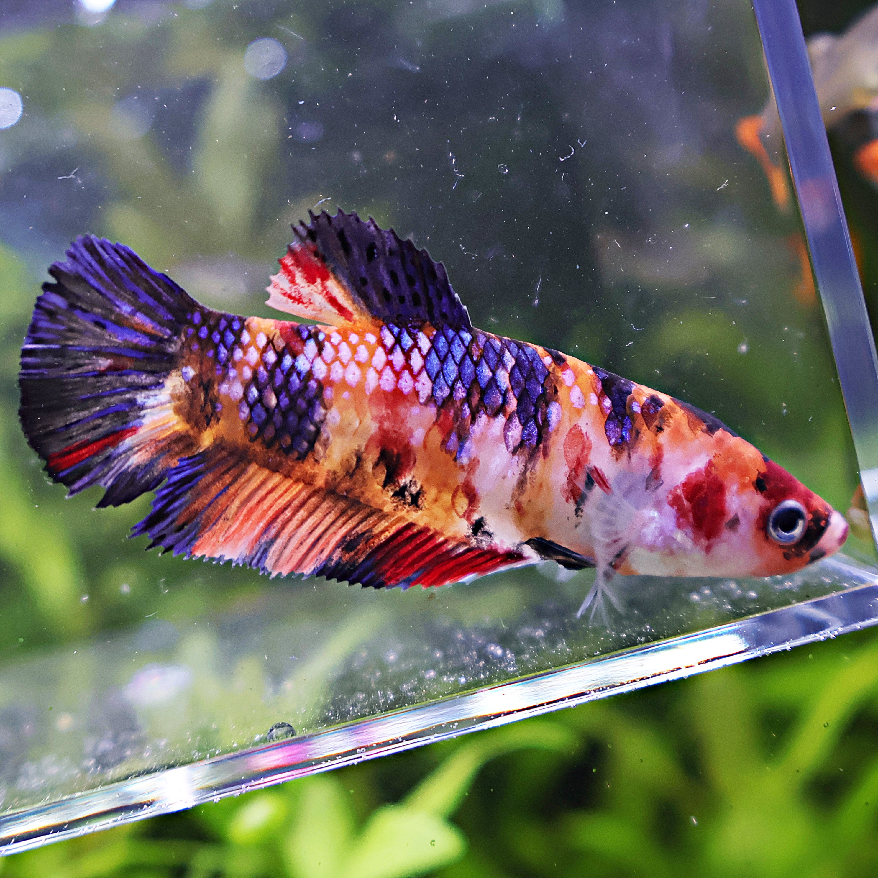 Apple - Femelle Betta Koi Nemo Galaxy