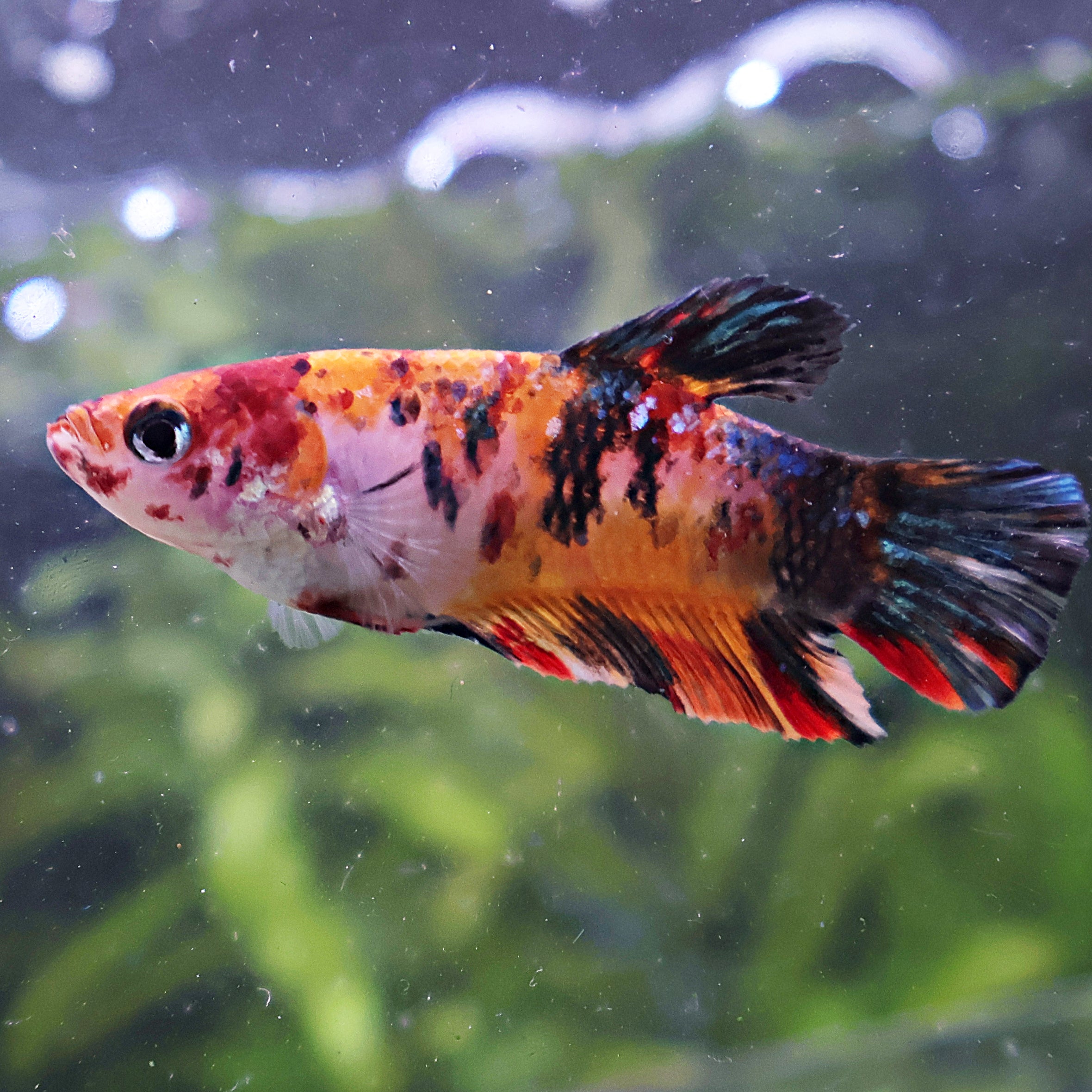 Cherry - Femelle Betta Koi Nemo Galaxy
