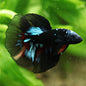 Faster - Mâle Voile Long Avatar Nemo Rare