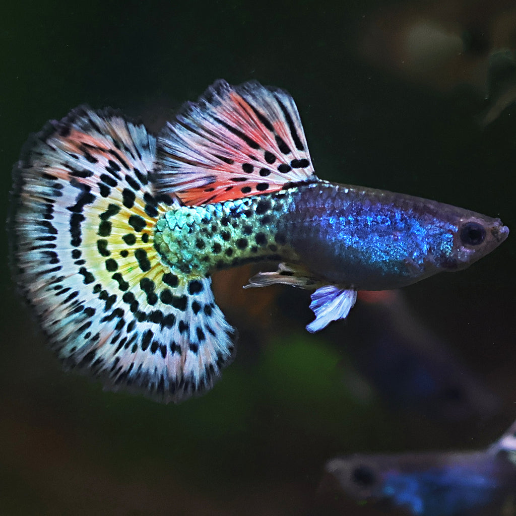 9/ Metal Leopard Multicolors Poecilia Reticulata / Souche Française 🇨🇵