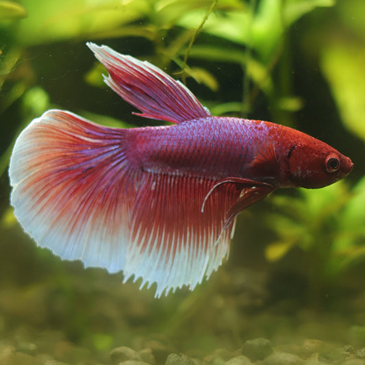 Rubis - Mâle Dumbo Rose Rouge Voile Long🇮🇩