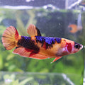 Vodka - Femelle Betta Koi Nemo Galaxy