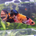 Astride - Femelle Betta Koi Nemo Galaxy