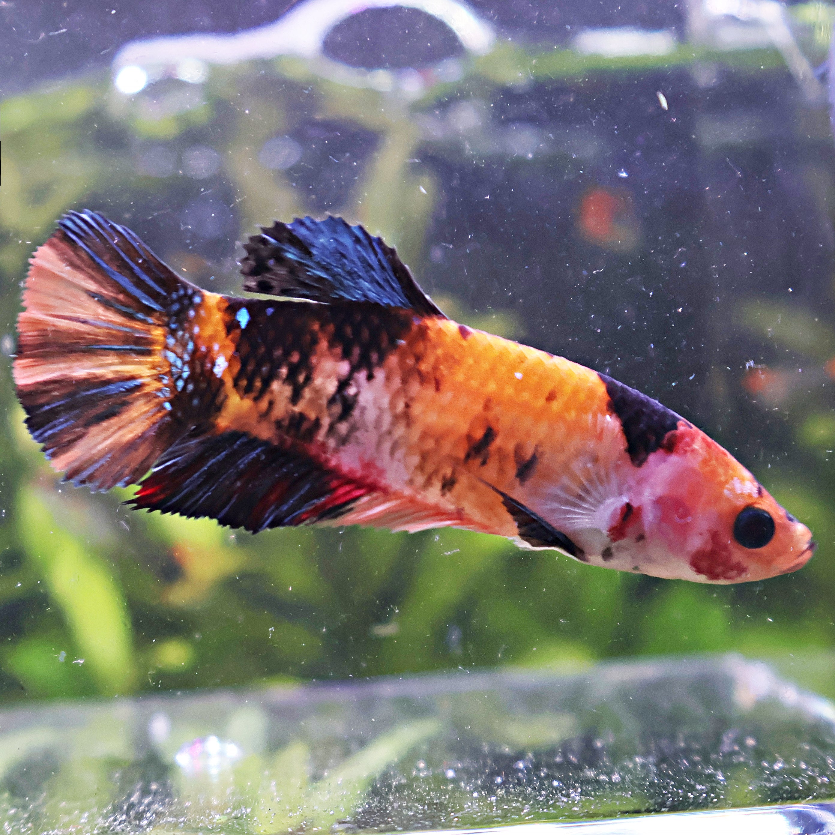 Astride - Femelle Betta Koi Nemo Galaxy