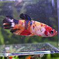 Prune - Femelle Betta Koi Nemo Galaxy