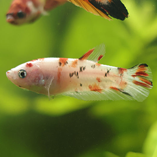 Krikette - Femelle Plakat Koi Nemo