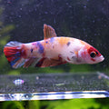 Irilia - Femelle Betta Koi Galaxy BC1