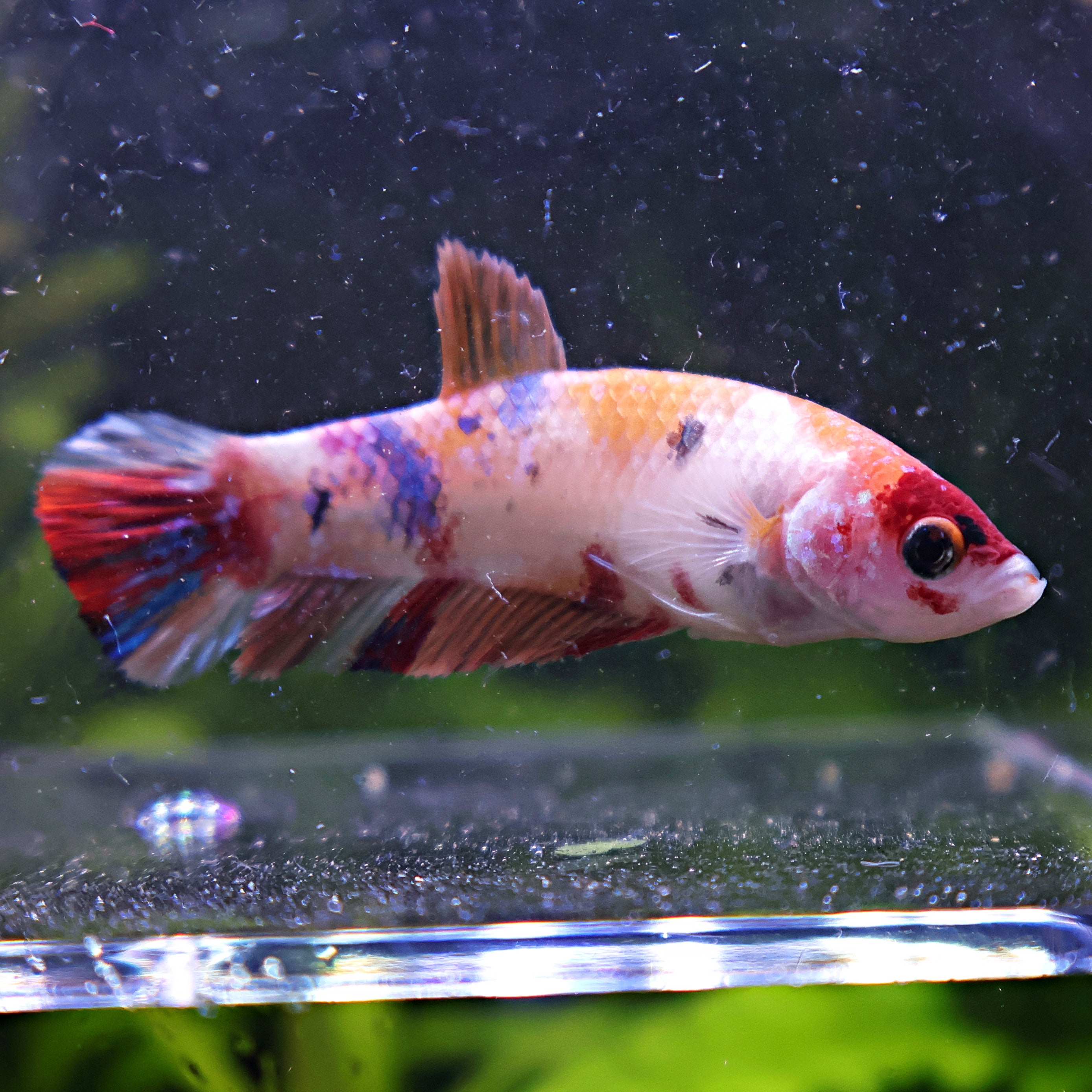 Irilia - Femelle Betta Koi Galaxy BC1
