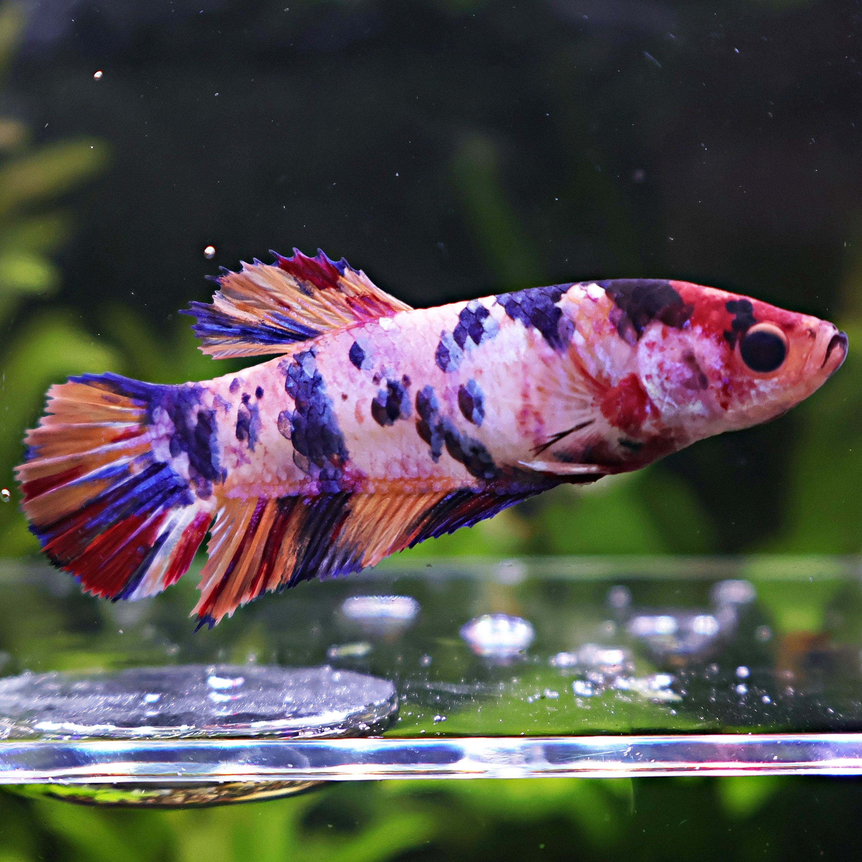 Anna - Femelle Betta Koi Galaxy BC1