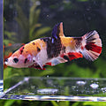Nami - Femelle Betta Koi Galaxy BC1