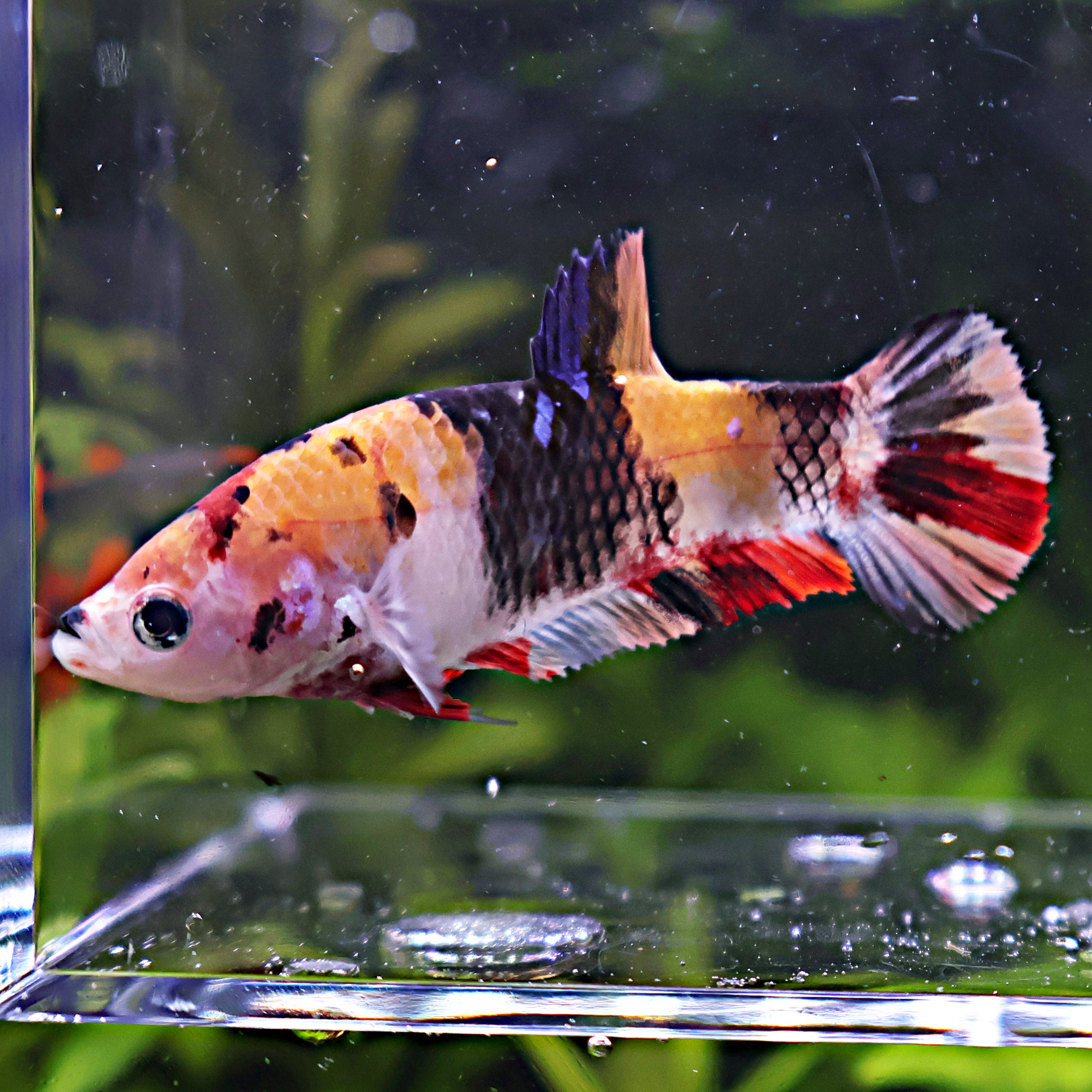 Nami - Femelle Betta Koi Galaxy BC1