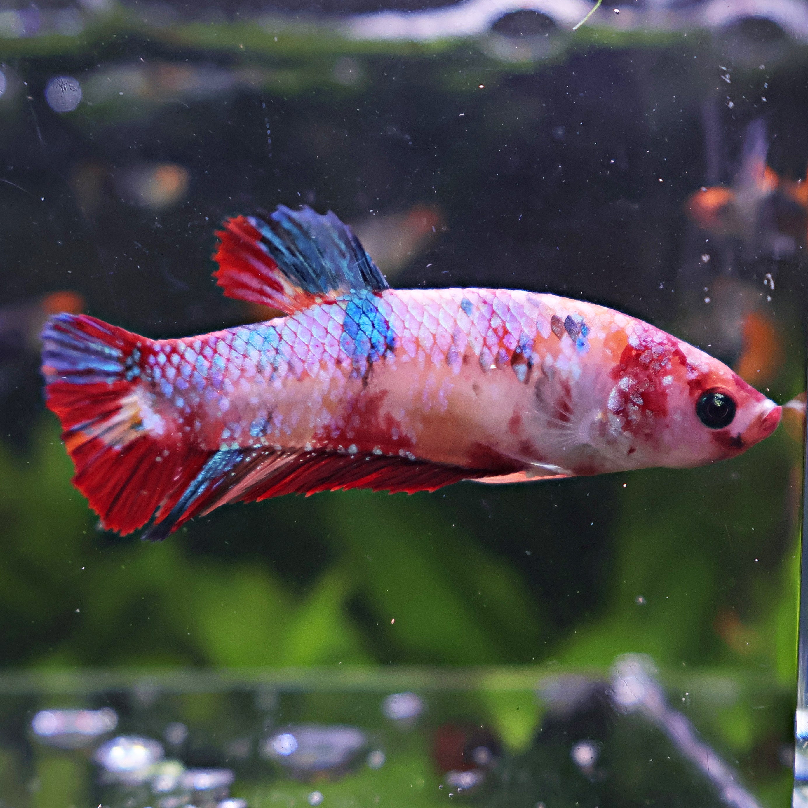 Gamma - Femelle Betta Koi Galaxy BC1