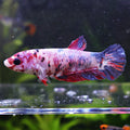 Boulette - Femelle Betta Koi Galaxy BC1