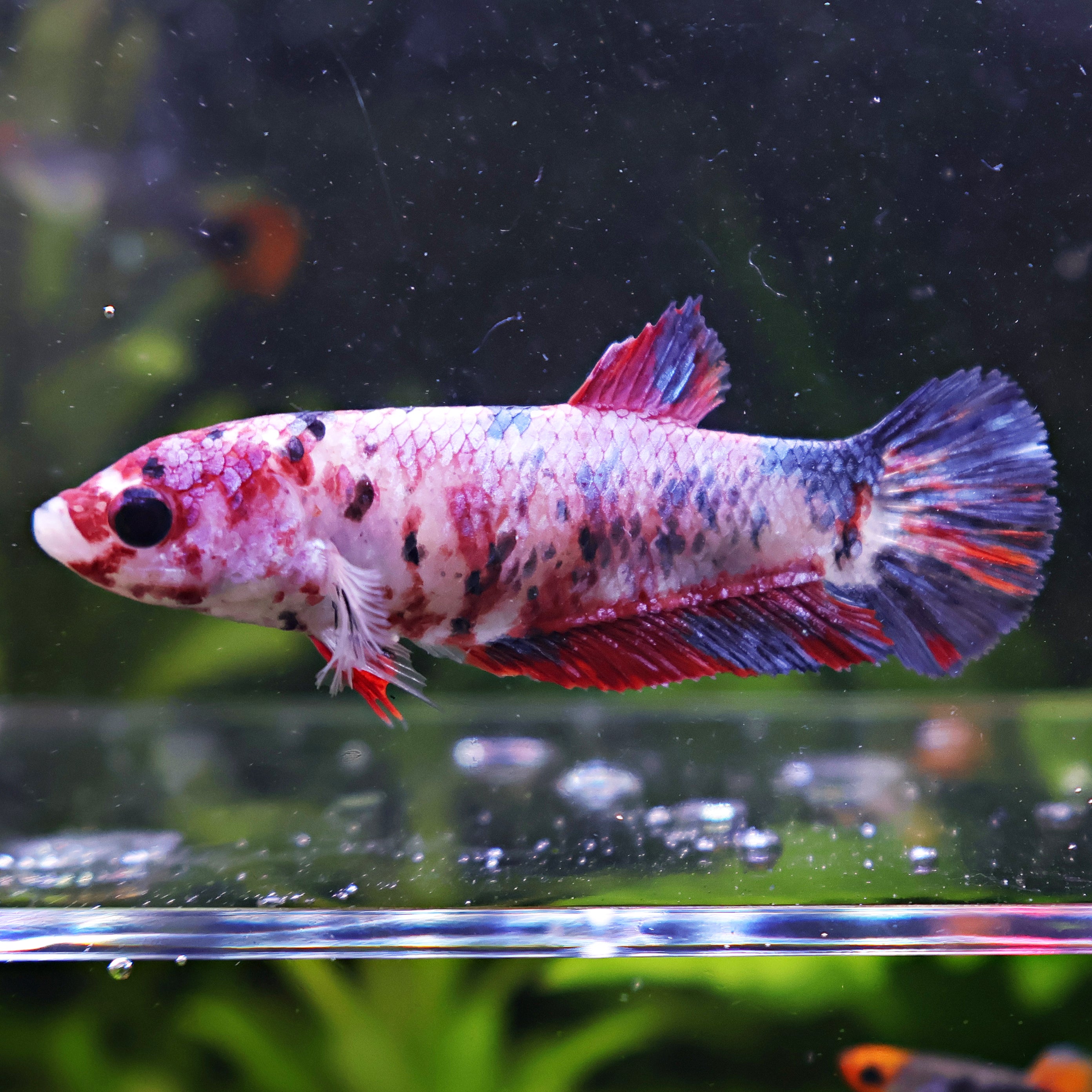 Boulette - Femelle Betta Koi Galaxy BC1