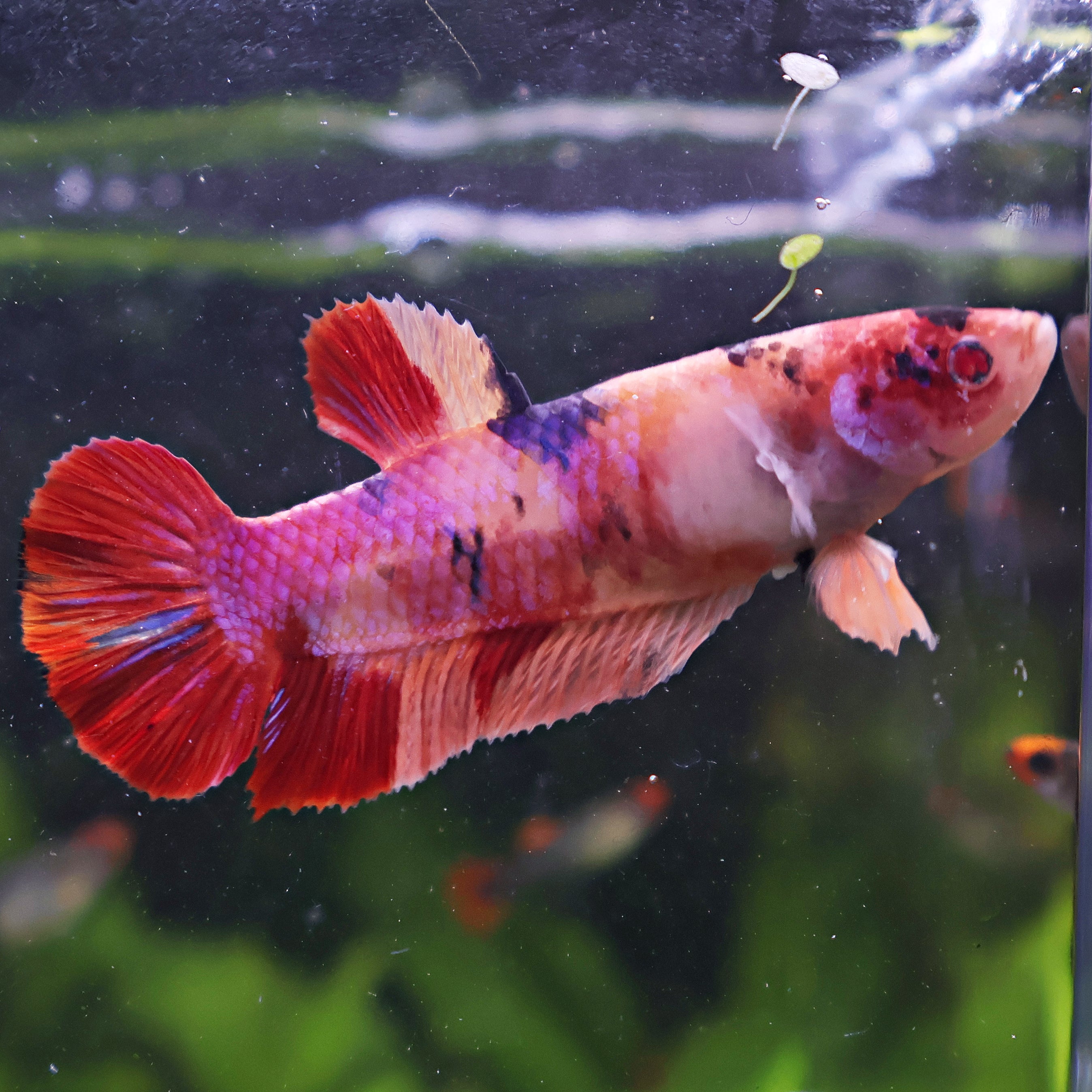 Amoure - Femelle Betta Koi Galaxy BC1
