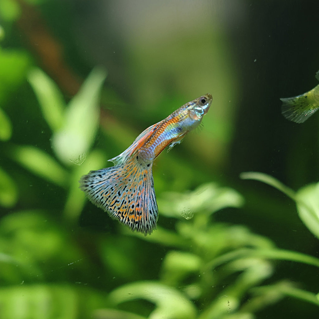 6/ Multicolors Grass Poecillia Reticulata / Souche Française 🇨🇵