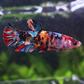 💜Mélodie - Femelle Betta Koi Galaxy BC1