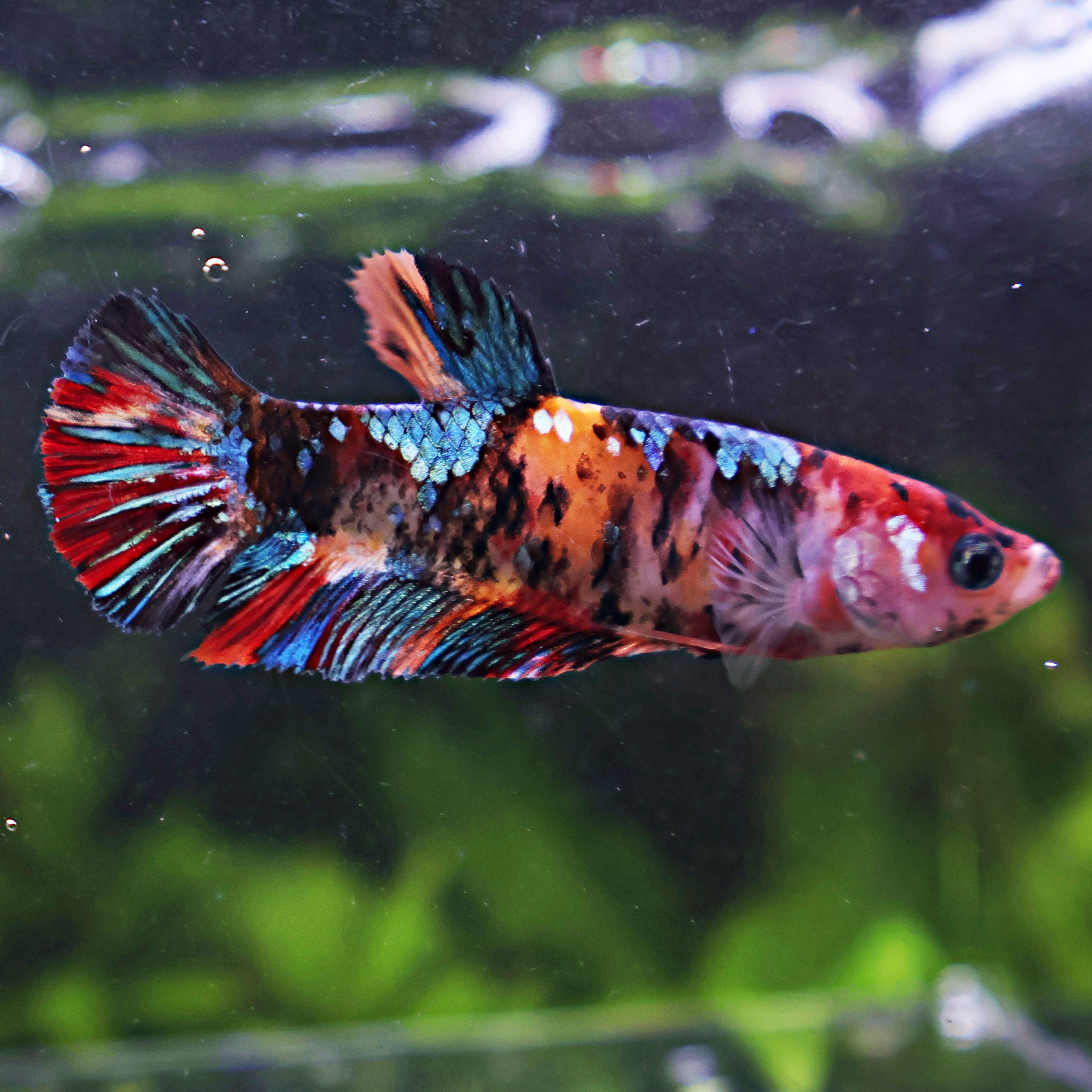 💜Mélodie - Femelle Betta Koi Galaxy BC1
