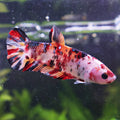 Iris - Femelle Betta Koi Galaxy BC1
