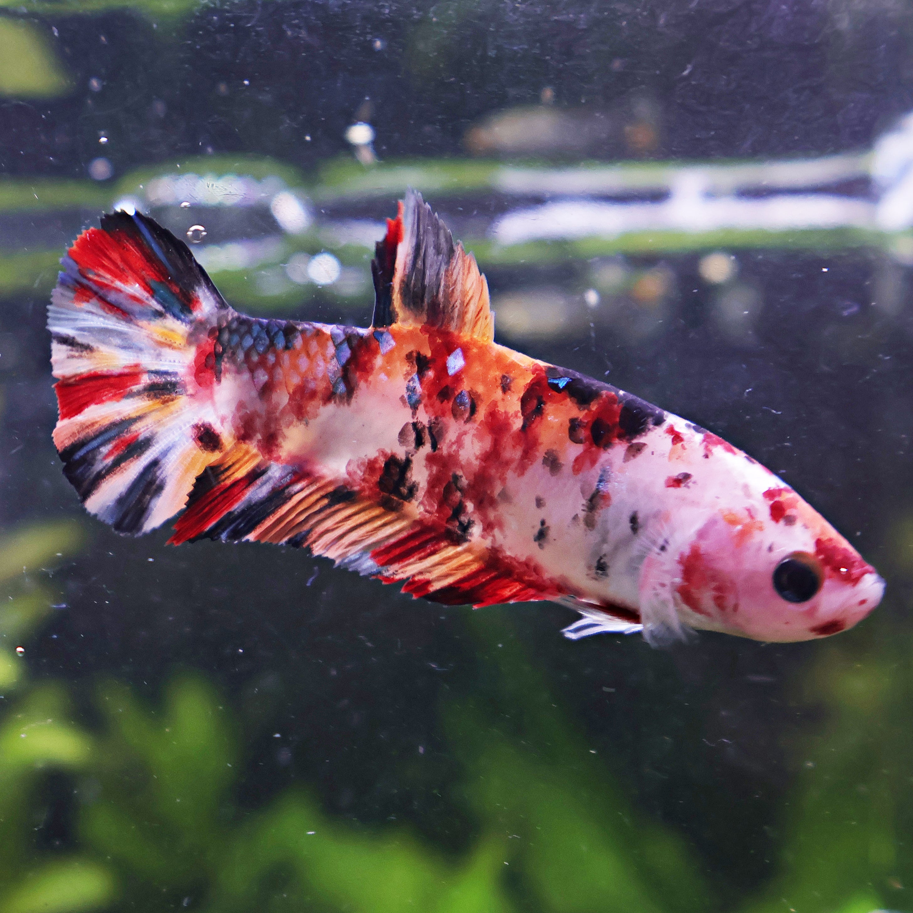Iris - Femelle Betta Koi Galaxy BC1
