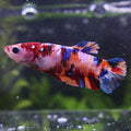 Curry - Femelle Betta Koi Galaxy BC1