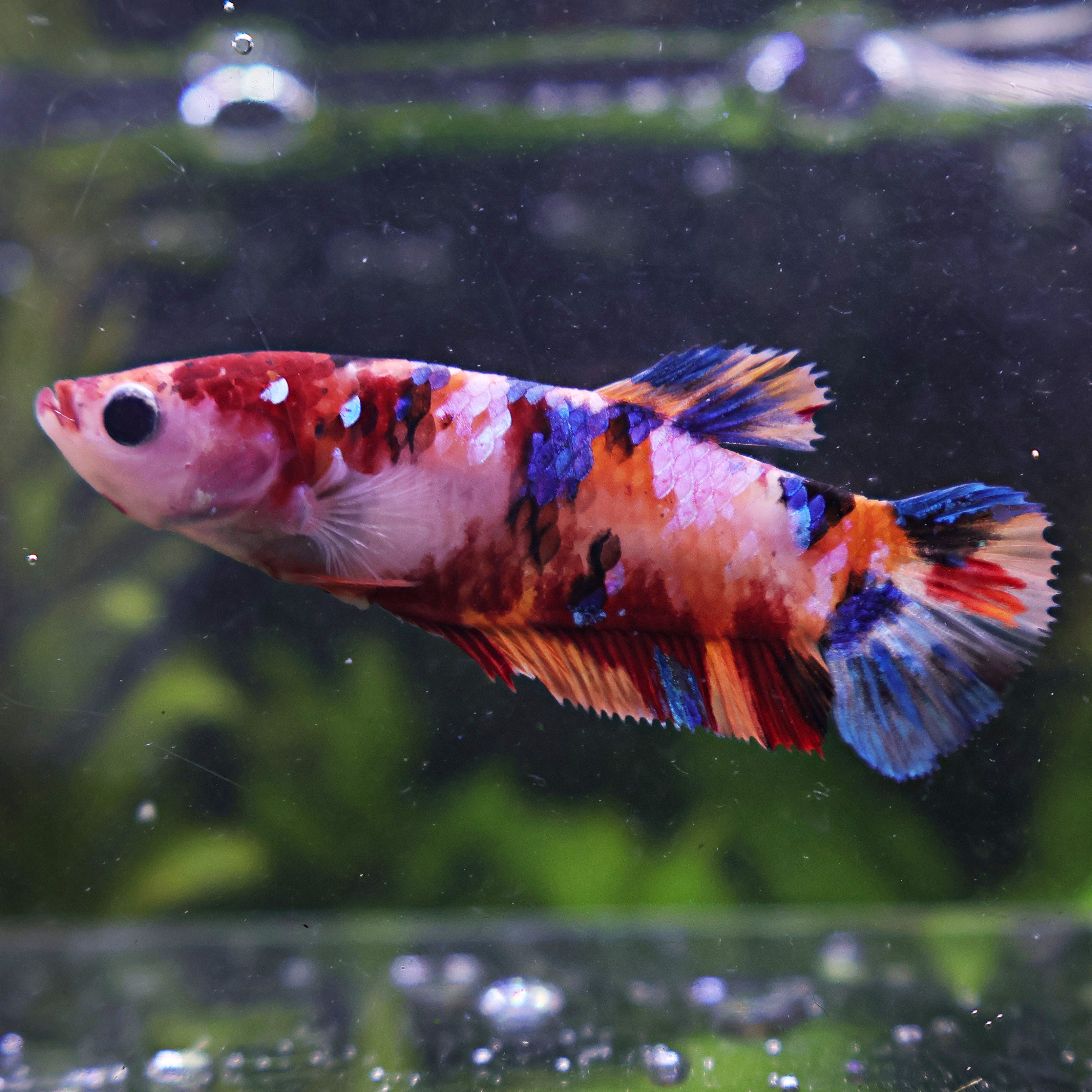 Curry - Femelle Betta Koi Galaxy BC1